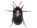 Silpha tristis